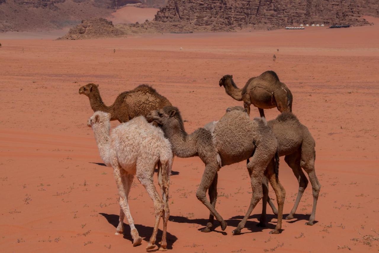 Wadirum Sunset Camp Hotel Wadi Rum Bagian luar foto