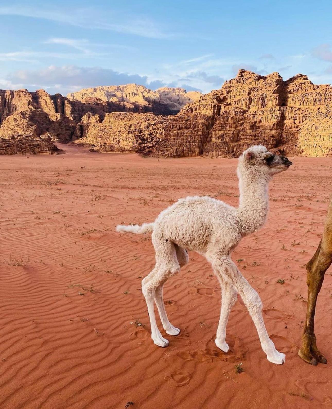 Wadirum Sunset Camp Hotel Wadi Rum Bagian luar foto